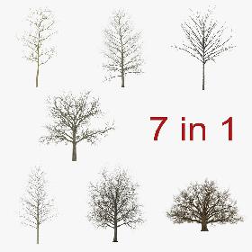 Winter Trees Collection